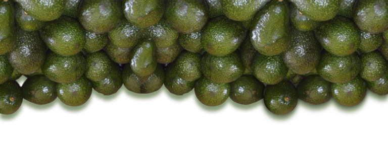 aguacate_cenefa
